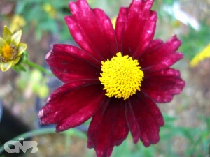 Redshift ( Big Bang ™)